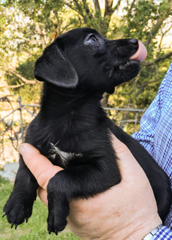 Photo of Rescue Schnauzer Puppy Mix Biscuit
