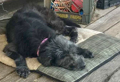 Photo of Rescue Schnauzer mix Blossom