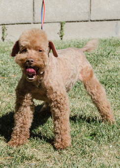 Photo of Rescue Poodle Coco