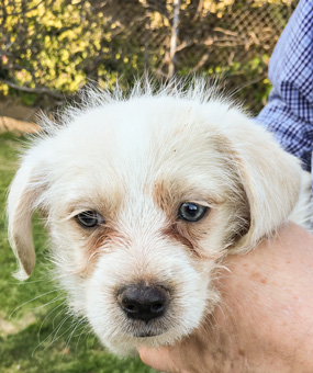 Photo of Rescue Schnauzer Puppy Mix Falcor
