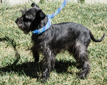 Photo of Rescue Schnauzer Mix Serene