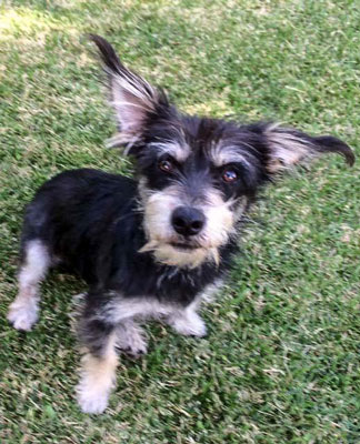 Photo of Rescue Schnauzer Mix Maddie