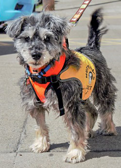 Photo of Rescue Schnauzer Mix Evan