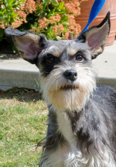 Photo of Rescue Schnauzer Mix Kaelynn