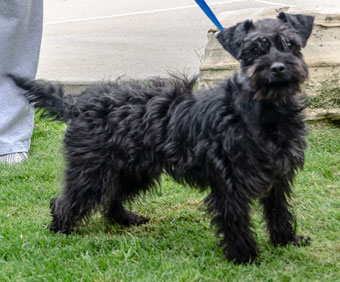 Photo of Rescue Schnauzer Lora