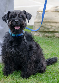 Photo of Rescue Schnauzer Lora