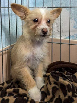 Photo of Rescue Chihuahua/Maltese Agatha