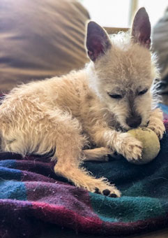 Photo of Rescue Terrier Puppy Marlon