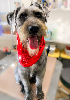 Photo of Rescue Schnauzer Fritz