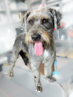 Photo of Rescue Schnauzer Fritz