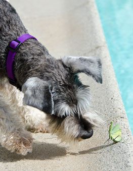 Photo of Rescue Schnauzer Candy