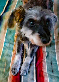 Photo of Rescue Schnauzer Heidi
