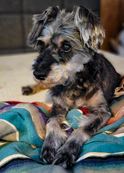 Photo of Rescue Schnauzer Heidi