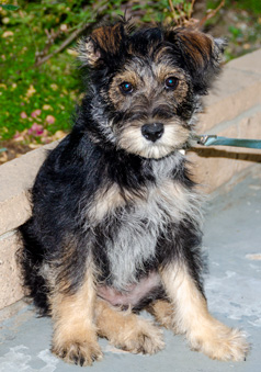 Photo of Rescue Schnauzer Puppy Mary