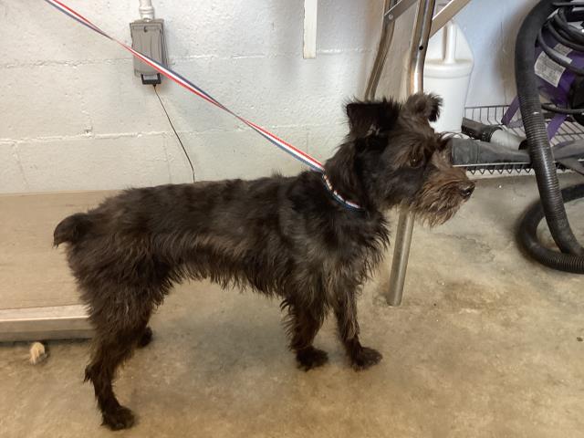 Rescue Miniature Schnauzer Corona