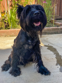 Photo of Rescue Schnauzer Drax