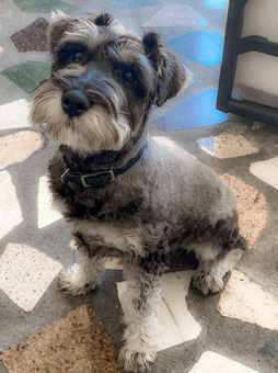 Photo of Rescue Schnauzer Kobe