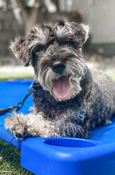 Photo of Rescue Schnauzer Kobe