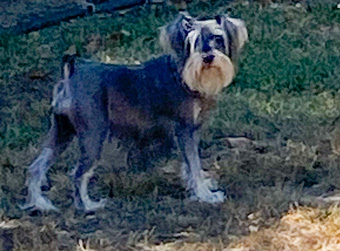 Photo of Rescue Schnauzer Noel