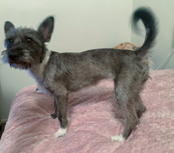 Photo of Rescue Miniature Schnauzer Mix Vida