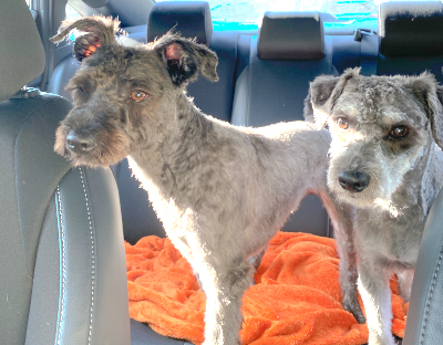 Photo of Rescue Miniature Schnauzers Floyd and Oliver