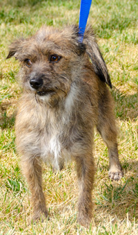 Photo of Rescue Terrier Murry