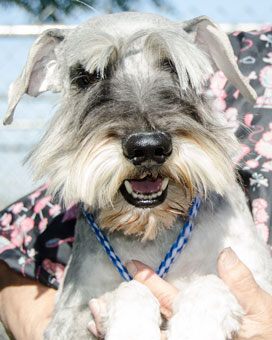 Photo of Rescue Dog Rufo