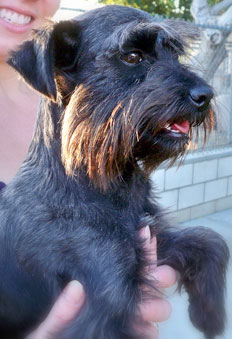 Photo of Rescue Dog Sadie