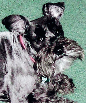 Photo of Rescue Dog Sassy
