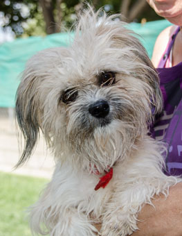 Photo of Rescue Dog Savannah