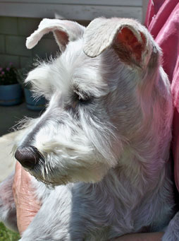 Photo of Rescue Dog Schatze