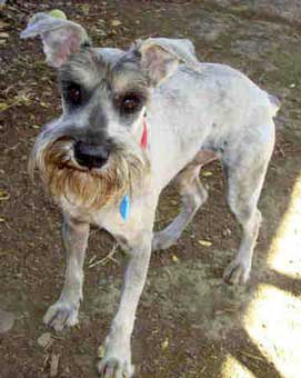 Photo of Rescue Dog Sherlock