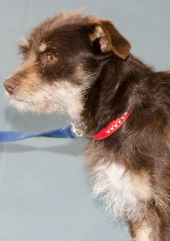 Photo of Rescue Dog Sunny