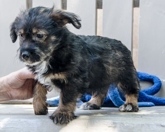 Photo of Rescue Puppy Thurston