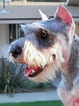 Photo of Rescue Dog Tina