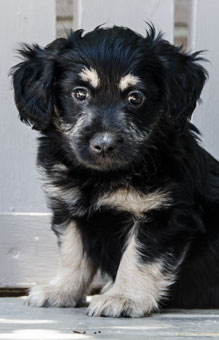 Photo of Rescue Puppy Tramp