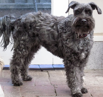 giant schnauzer ungroomed