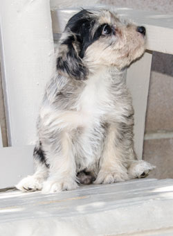 Photo of Rescue Puppy Trusty