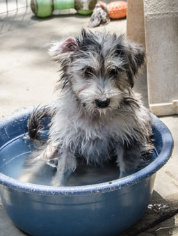 Trusty cooling off in the hot Palmdale summer sun