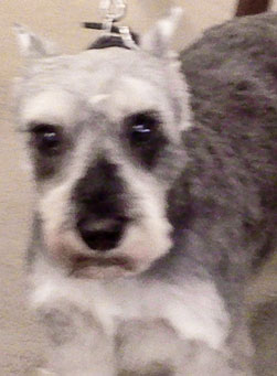 Photo of Rescue Dog Kramer
