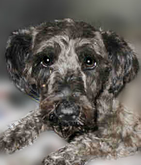 Photo of Rescue Dog Valerie