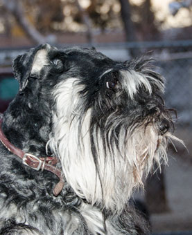 Photo of Rescue Dog Venus