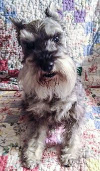 Photo of Rescue Schnauzer Vince