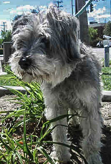 Photo of Rescue Dog Opie