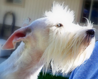 Photo of Rescue Dog Zeus