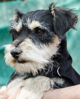Photo of Rescue Dog Zora