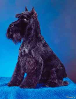 Black Schnauzer