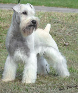 White Schnauzer
