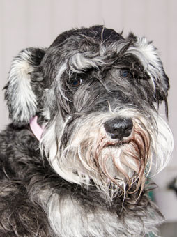 Photo of Rescue Dog Abby