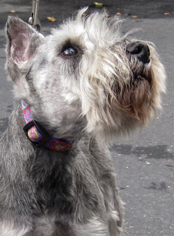Photo of Rescue Dog Ace